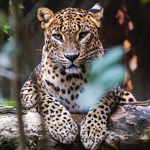 Yala National Park- leopard
