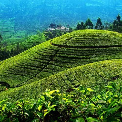 tea-nuwara-eliya