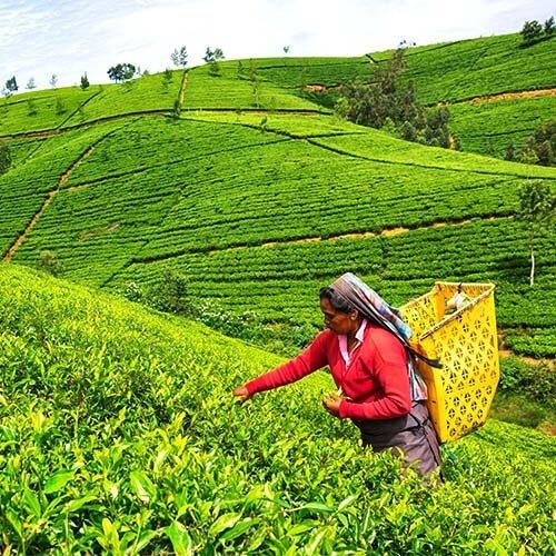 tea-plantations
